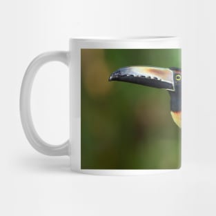 Collared Aracari (Pteroglossus torquatus) Costa Rica Mug